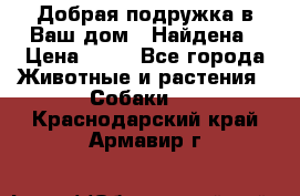 Добрая подружка,в Ваш дом!!!Найдена › Цена ­ 10 - Все города Животные и растения » Собаки   . Краснодарский край,Армавир г.